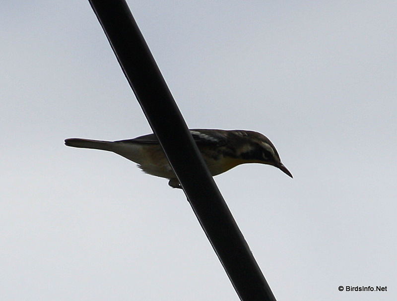 Yellow-throated Warbler